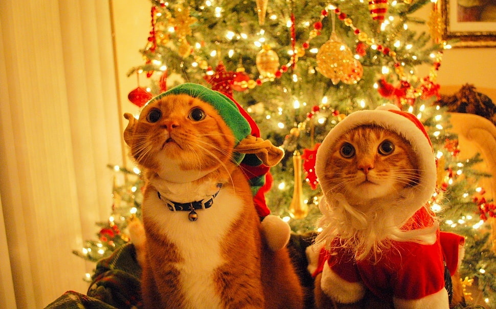 two orange tabby cats, cat, Christmas, animals HD wallpaper