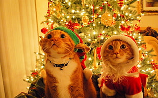 two orange tabby cats, cat, Christmas, animals