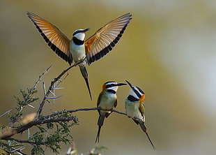 selective focus photography of three birds, kenya
