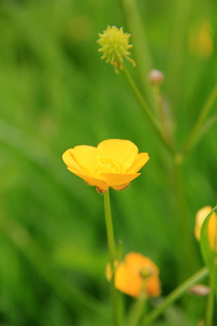 selective focus photography of yellow buttercup flower