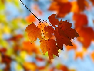 tilt shift photo of maple leaves