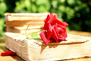 red rose, books, flowers, depth of field, rose
