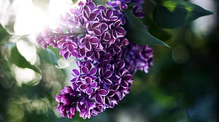 selective focus photography of purple-and-white edged cluster flowers