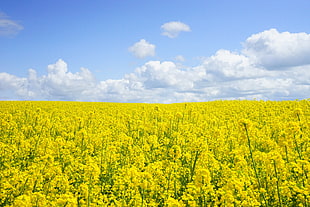 Basket-of-Gold flower field under the cumulus clouds during day time