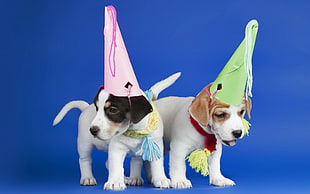 two white puppies wearing party hats on blue background