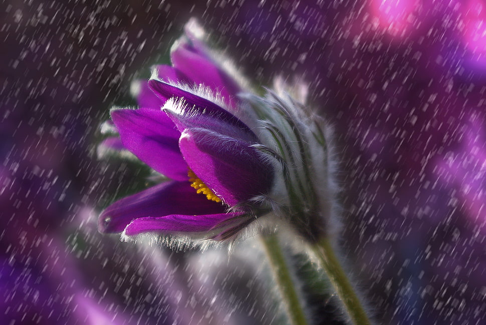 close up photo of purple Pasqueflower HD wallpaper