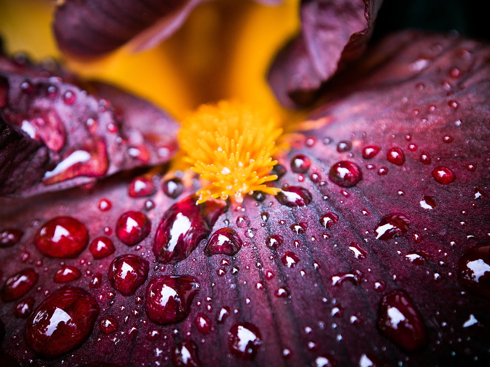 red petaled flower with dew drops in macrophotography HD wallpaper