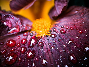 red petaled flower with dew drops in macrophotography