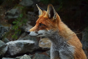 orange fox selective focus photography