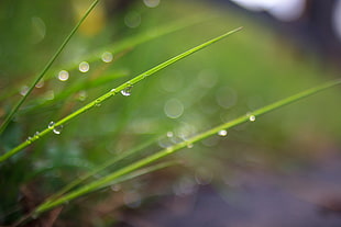 close up photo of dew on thin grass leaves