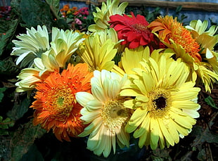 bouquet of daisy flowers HD wallpaper