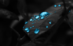 blue and silver beaded bracelet, selective coloring, water drops, plants