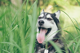adult black and white Siberian Husky