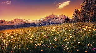 flower field wallpaper, landscape, nature, mountains, sunset