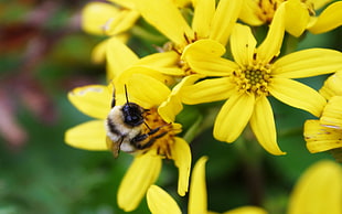 macro photography of bumble bee