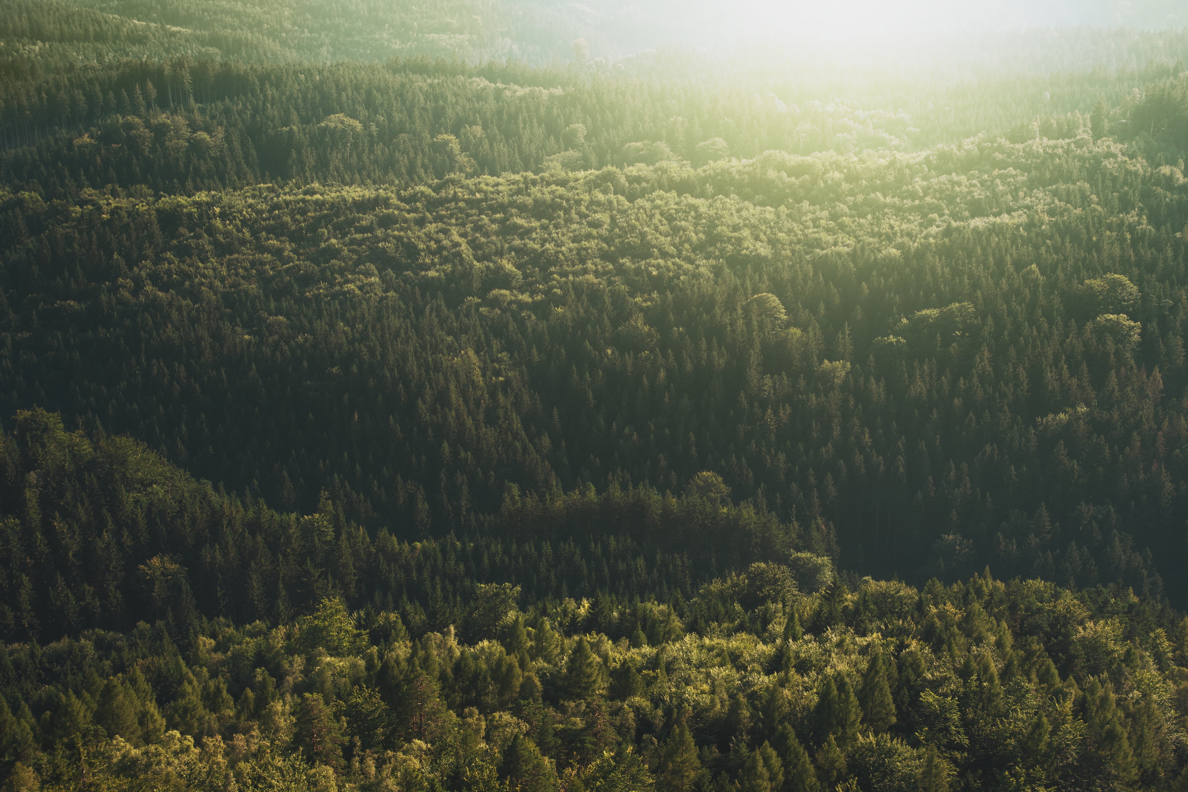 green trees, Trees, Top view, Light