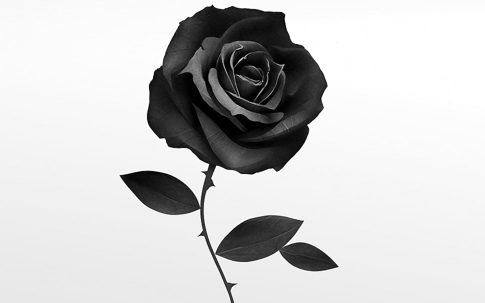 black rose, rose, flowers, minimalism, artwork HD wallpaper