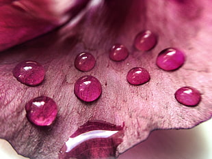 close up photography of purple leaf with water droplets
