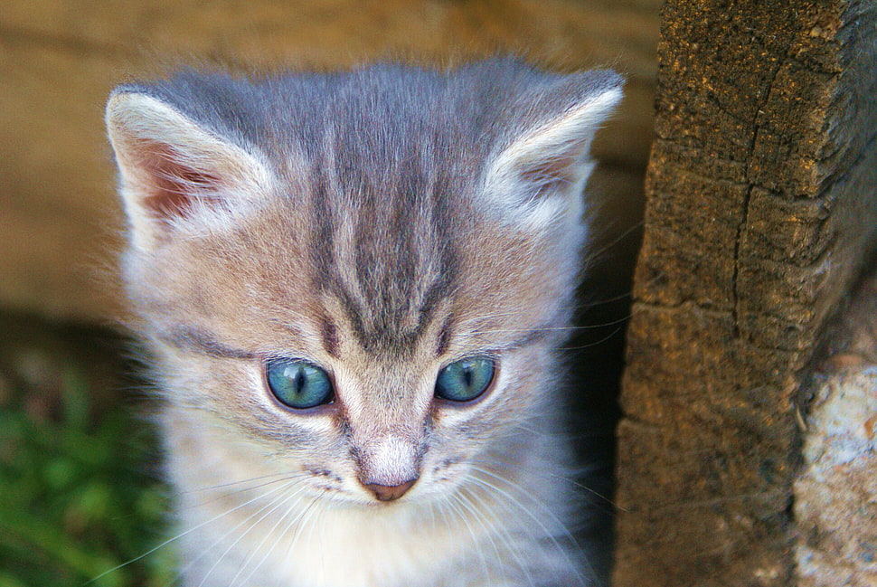 brown Tabby kitten HD wallpaper