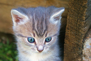 brown Tabby kitten