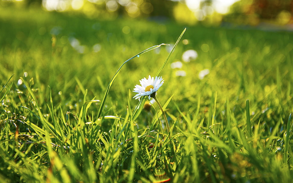macro shot of white daisy HD wallpaper
