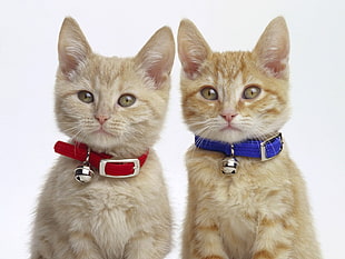 two tabby kittens with collars and bells