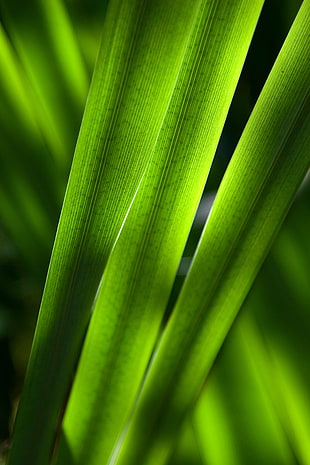 closeup photo of green linear plant HD wallpaper