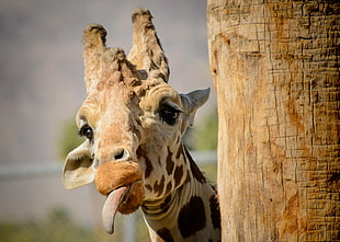 selective focus photography of Giraffe HD wallpaper