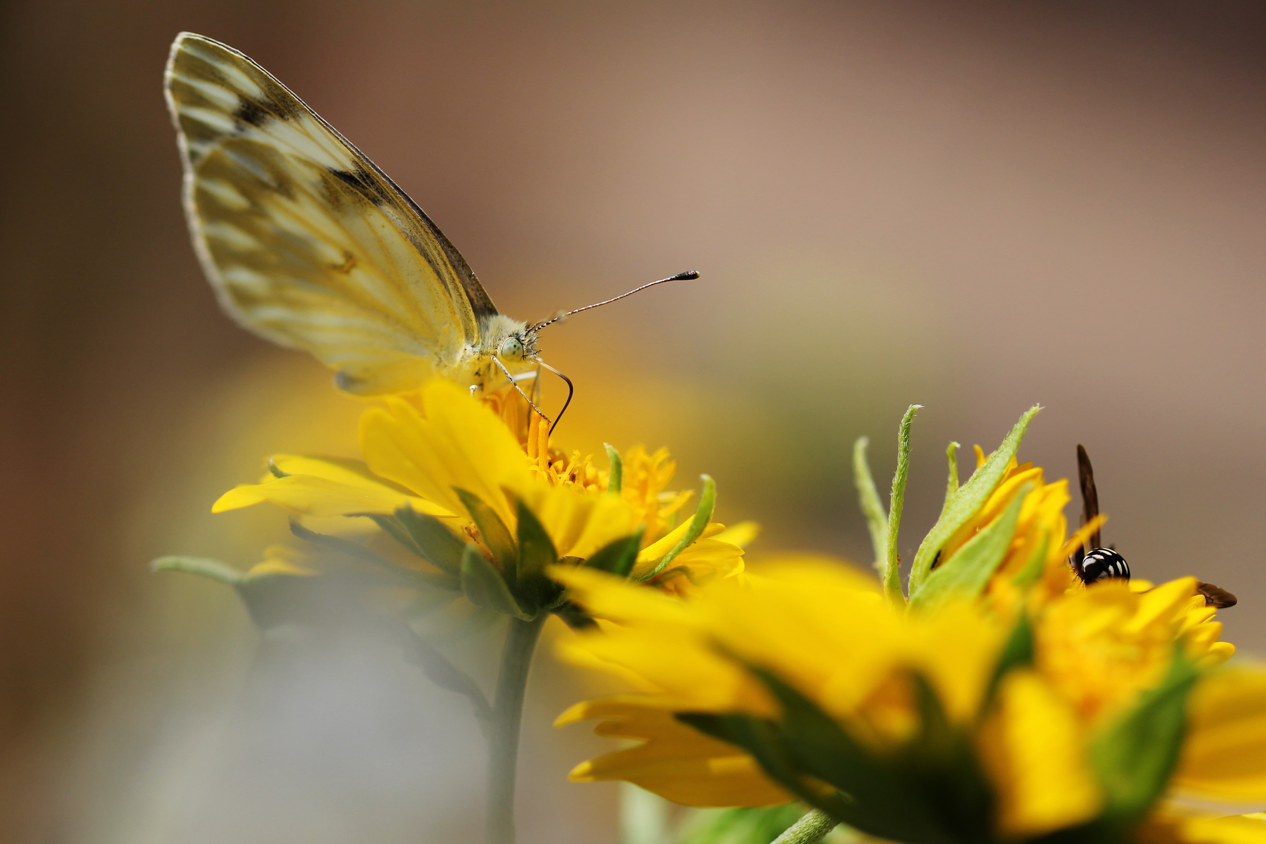 blur photo of yellow butterfly on yellow petaled flower
