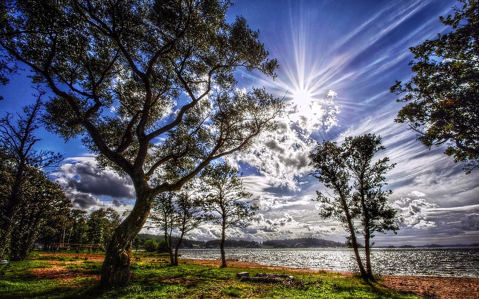 green leaf trees HD wallpaper