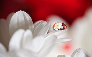 macro photography of dew drop on white petaled flower HD wallpaper