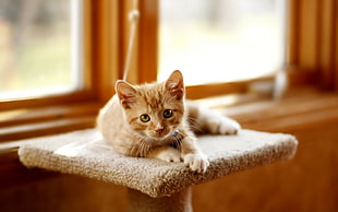 shallow focus photography of silver tabby kitten on gray cat condo