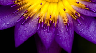 purple and yellow Waterlily flower in bloom macro photo