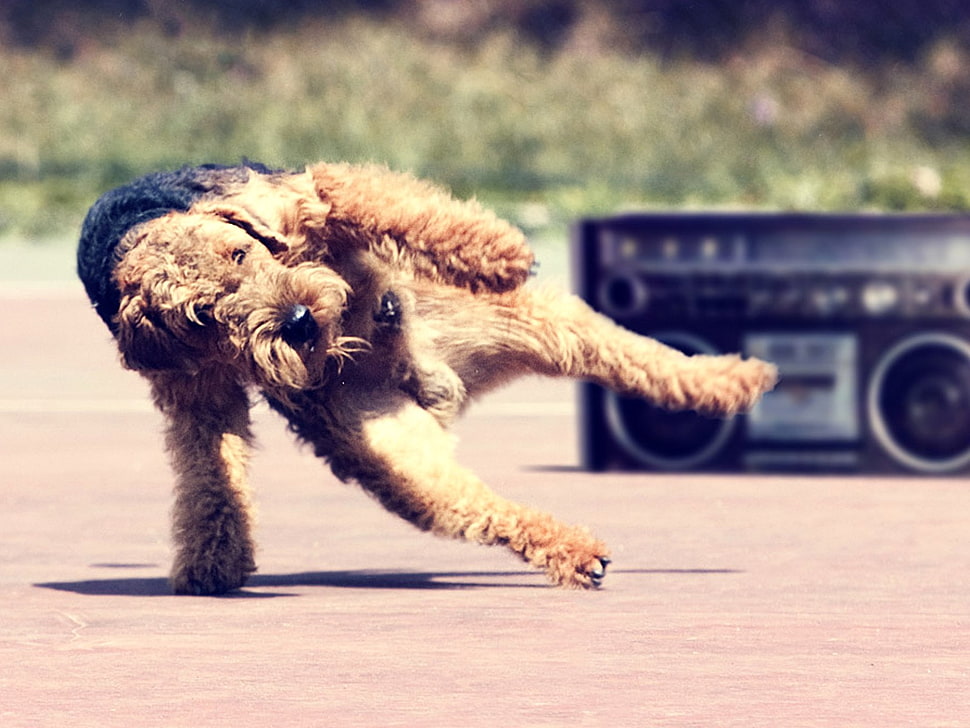 Yorkshire Terrier on gray concrete pavement near boombox HD wallpaper