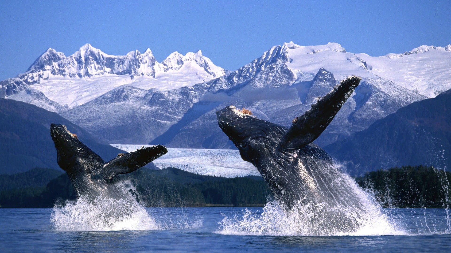 black and white fish painting, whale, animals