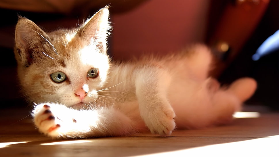 gray kitten HD wallpaper