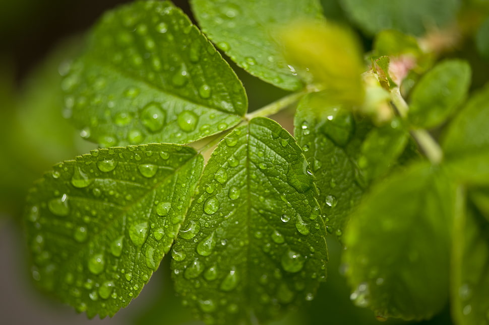 leaf with dews closeup photography HD wallpaper