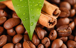 brown coffee seed HD wallpaper