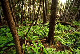 green fern plant in forest of trees