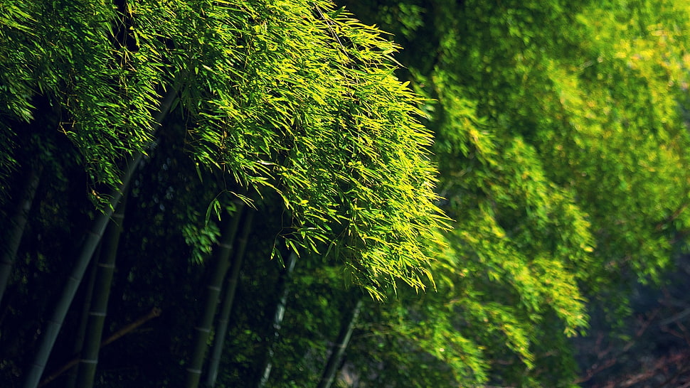 green leaf trees, bamboo, green, trees HD wallpaper