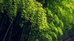 green leaf trees, bamboo, green, trees