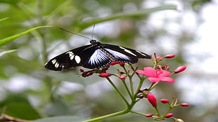 Blue Moon butterfly perched on pink flower macro photography
