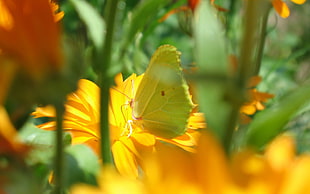 green butterfly and yellow flowers, butterfly, flowers, yellow flowers, photography HD wallpaper