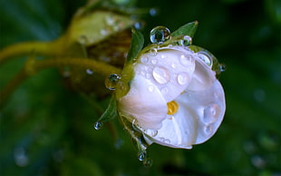 close up photo of white cluster petaled flowers