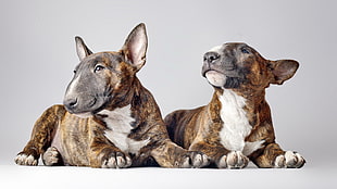 two short-coated brown and white puppies, dog