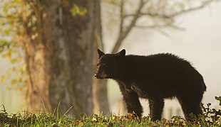 black bear near gray tree during daytime