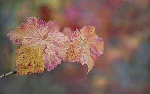 beige and maroon maple leaves in macro shot photography HD wallpaper