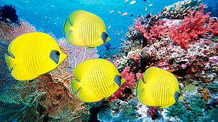 four yellow fish, fish, coral, animals HD wallpaper