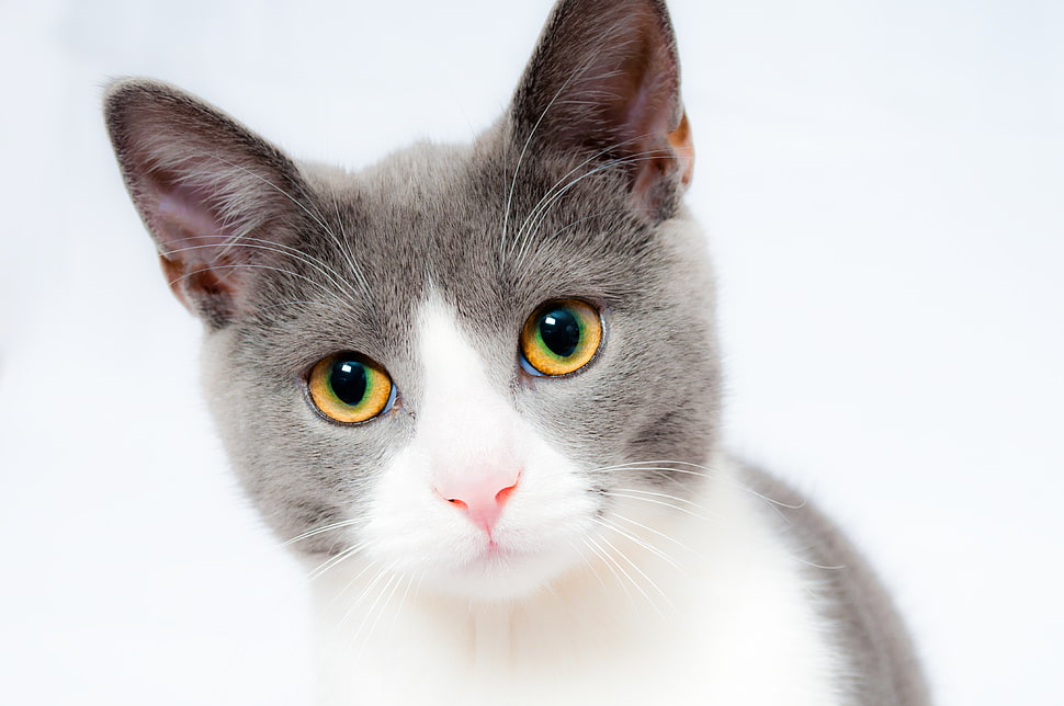 shallow focus photography of white,gray cat HD wallpaper