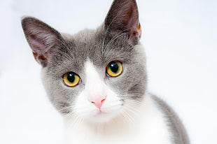 shallow focus photography of white,gray cat